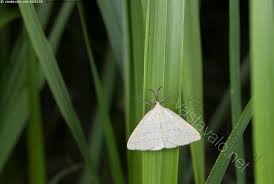 Attēlu rezultāti vaicājumam “Polypogon tentacularius”