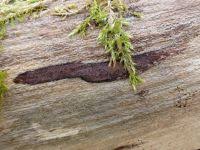 Attēlu rezultāti vaicājumam “Hypoxylon vogesiacum”