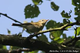 Attēlu rezultāti vaicājumam “Phylloscopus trochiloides”
