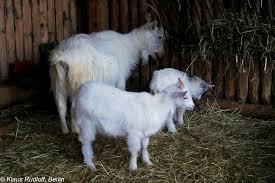 Attēlu rezultāti vaicājumam “Capra juvenile”