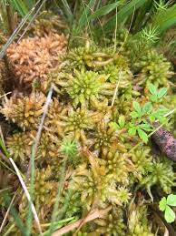 Attēlu rezultāti vaicājumam “Sphagnum papillosum”