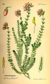 Attēlu rezultāti vaicājumam “Erica tetralix leaf”