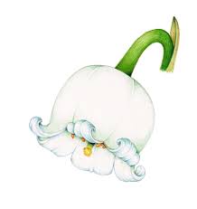 Attēlu rezultāti vaicājumam “Convallaria majalis flower”