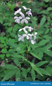 Attēlu rezultāti vaicājumam “Cardamine bulbifera”