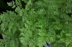 Attēlu rezultāti vaicājumam “Athyrium filix-femina”