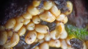 Attēlu rezultāti vaicājumam “Reticularia sp.”