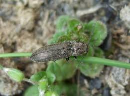 Attēlu rezultāti vaicājumam “Cidnopus aeruginosus”