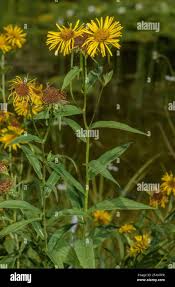Attēlu rezultāti vaicājumam “Inula salicina leaf”