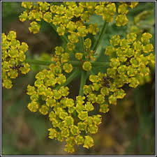 Attēlu rezultāti vaicājumam “Pastinaca sativa subsp. sylvestris”