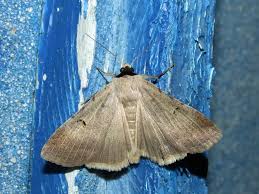 Attēlu rezultāti vaicājumam “Lygephila viciae”