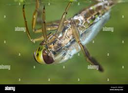 Attēlu rezultāti vaicājumam “Notonecta glauca”