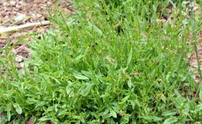 Image result for Sauerampfer