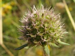 Image result for Scabiosa canescens