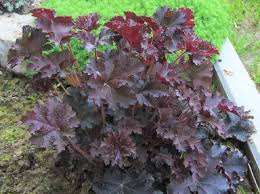 Image result for HEUCHERA americana 'Palace Purple Auslese'