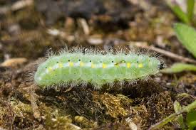 Attēlu rezultāti vaicājumam “Zygaena viciae”