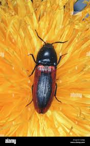 Attēlu rezultāti vaicājumam “Ampedus sanguinolentus”