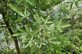 Image result for Laburnum anagyroides