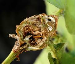 Attēlu rezultāti vaicājumam “Lasioptera rubi larva”