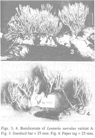 Attēlu rezultāti vaicājumam “Lentaria sp.”