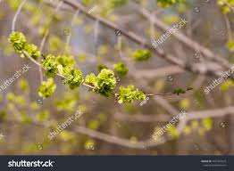 Attēlu rezultāti vaicājumam “Ulmus laevis flower”