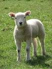 Texel sheep originate from the - via Daymix