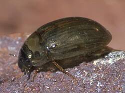 Attēlu rezultāti vaicājumam “Enochrus affinis”