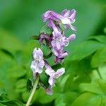 Attēlu rezultāti vaicājumam “Corydalis cava fruit”