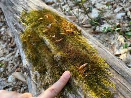 Attēlu rezultāti vaicājumam “Callicladium haldanianum”