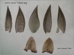 Attēlu rezultāti vaicājumam “Sphagnum fallax”