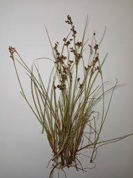 Attēlu rezultāti vaicājumam “Juncus compressus”