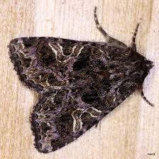 Attēlu rezultāti vaicājumam “Hadena rivularis”