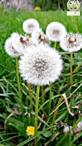 Image result for diente de leon