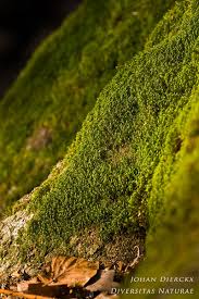 Attēlu rezultāti vaicājumam “Dicranodontium denudatum”