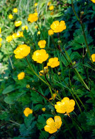 Attēlu rezultāti vaicājumam “Ranunculus repens flower”