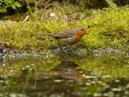 Attēlu rezultāti vaicājumam “Erithacus rubecula juvenile”