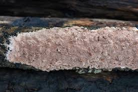 Attēlu rezultāti vaicājumam “Steccherinum fimbriatum”