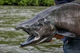 Image result for Oncorhynchus tshawytscha