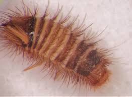 Attēlu rezultāti vaicājumam “Anthrenus verbasci”