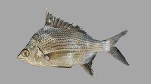 Image result for Eugerres plumieri