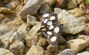 Attēlu rezultāti vaicājumam “Anania funebris”