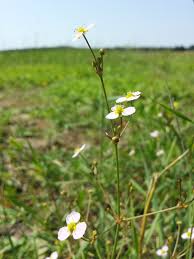 Attēlu rezultāti vaicājumam “Alisma lanceolatum”
