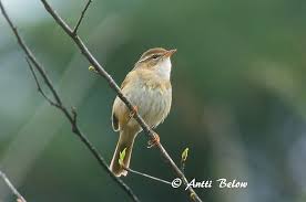 Image result for Phylloscopus schwarzi