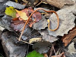 Attēlu rezultāti vaicājumam “Macrotyphula fistulosa”