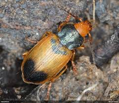 Attēlu rezultāti vaicājumam “Diachromus germanus”