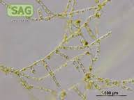 Attēlu rezultāti vaicājumam “Trentepohlia sp.”