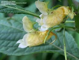 Attēlu rezultāti vaicājumam “Impatiens noli-tangere flower”
