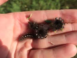 Attēlu rezultāti vaicājumam “Gynaephora selenitica”