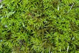 Attēlu rezultāti vaicājumam “Eurhynchiastrum pulchellum”