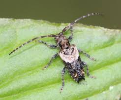 Attēlu rezultāti vaicājumam “Pogonocherus hispidulus”