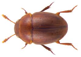 Attēlu rezultāti vaicājumam “Leiodidae”